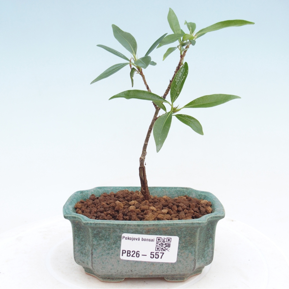 Szobai bonsai - Ficus nerifolia - kislevelű fikusz