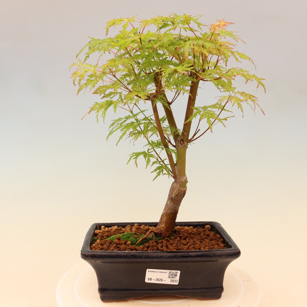 Kültéri bonsai - Acer palmatum Dissectum