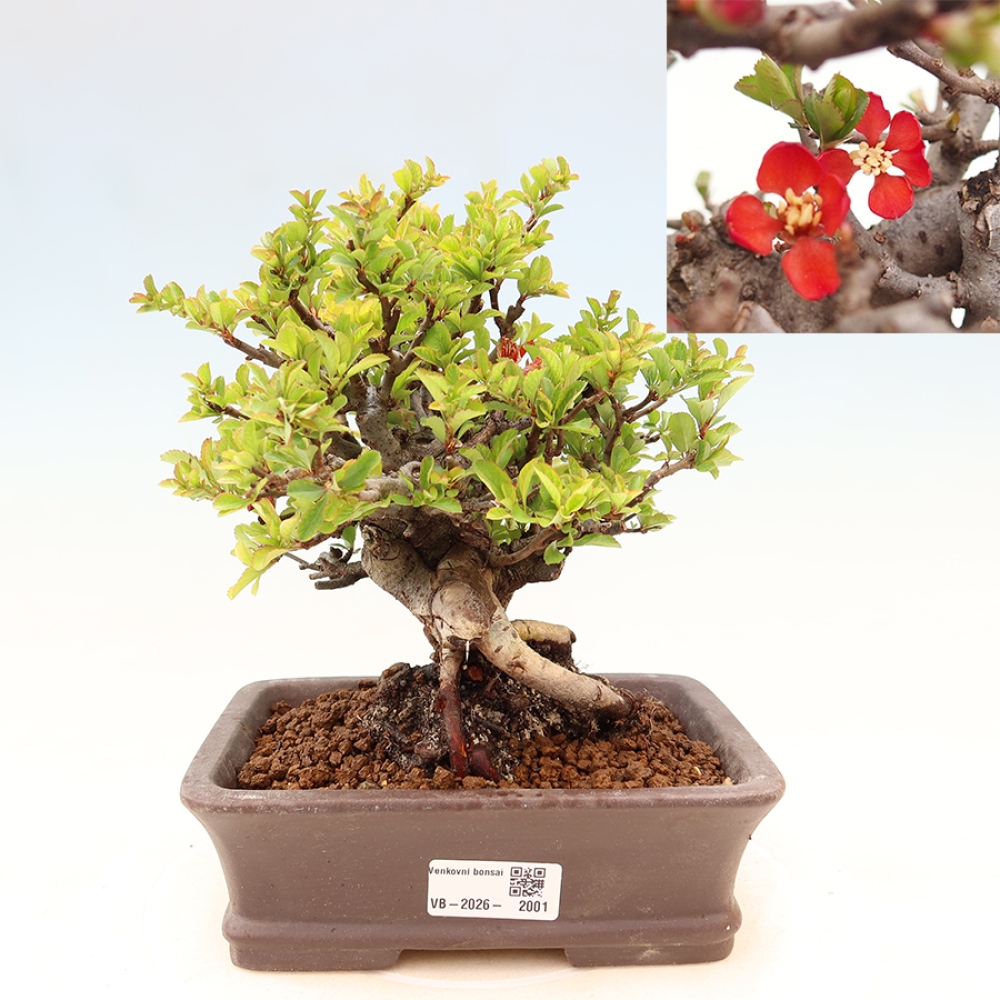 Kültéri bonsai - Chaneomeles speciosa Chojubai