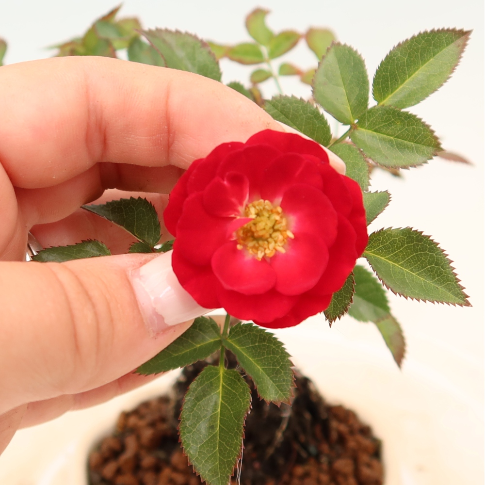 Kültéri bonsai - Rosa Kordes - rózsa