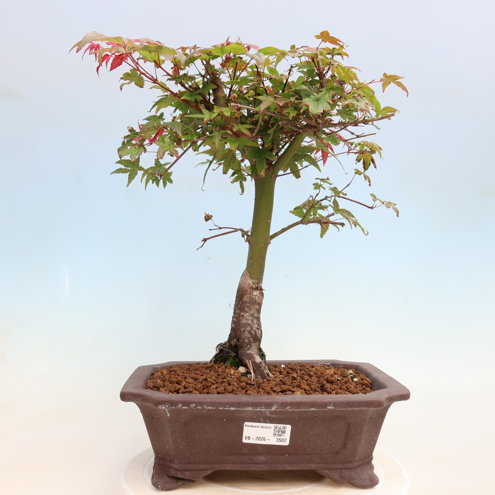 Kültéri bonsai - Acer palmatum DESHOJO