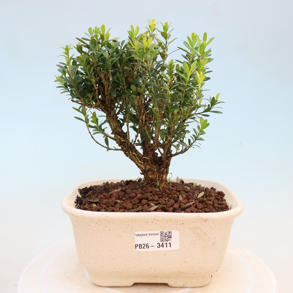 Szobai bonsai - Buxus harlandii - parafa buxus