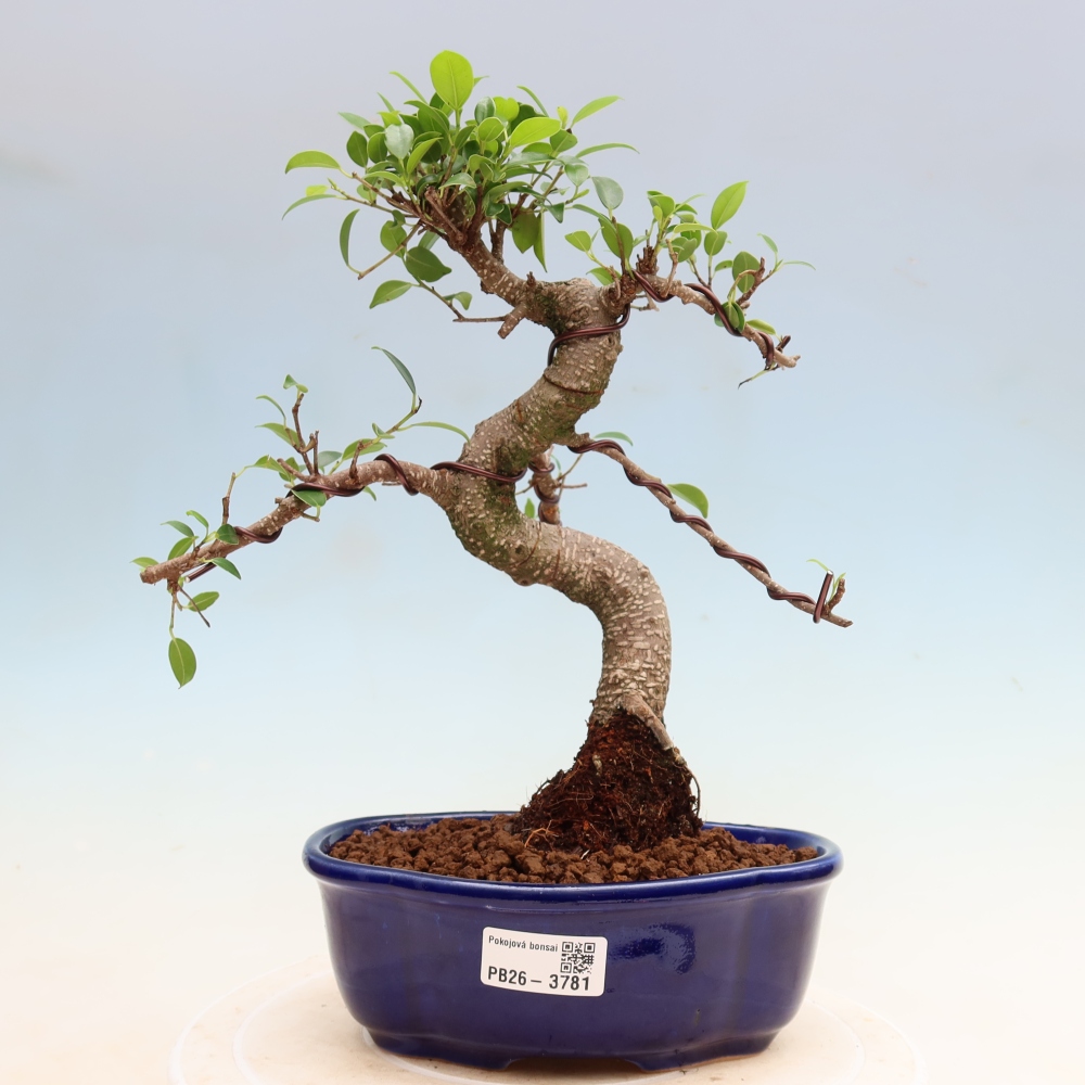Szobai bonsai - Ficus kimmen - kislevelű fikusz