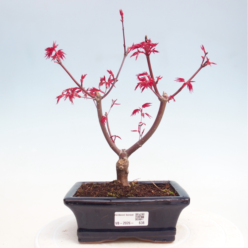 Kültéri bonsai - Acer palmatum DESHOJO