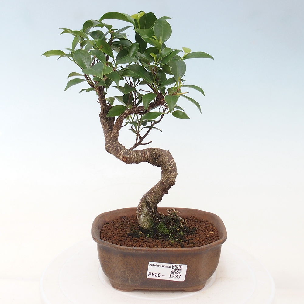 Szobai bonsai - Ficus retusa - kislevelű fikusz