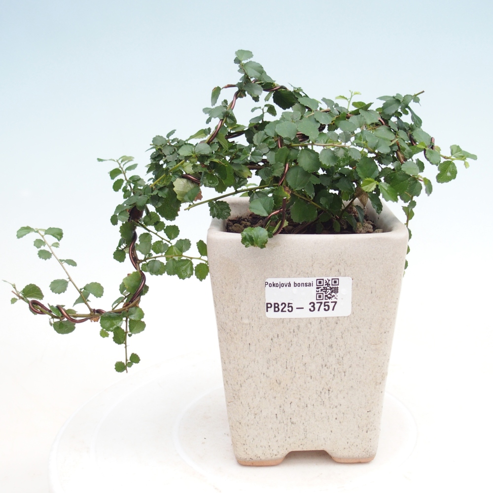 Szobai bonsai - Grewia sp. - Grewia malafolia