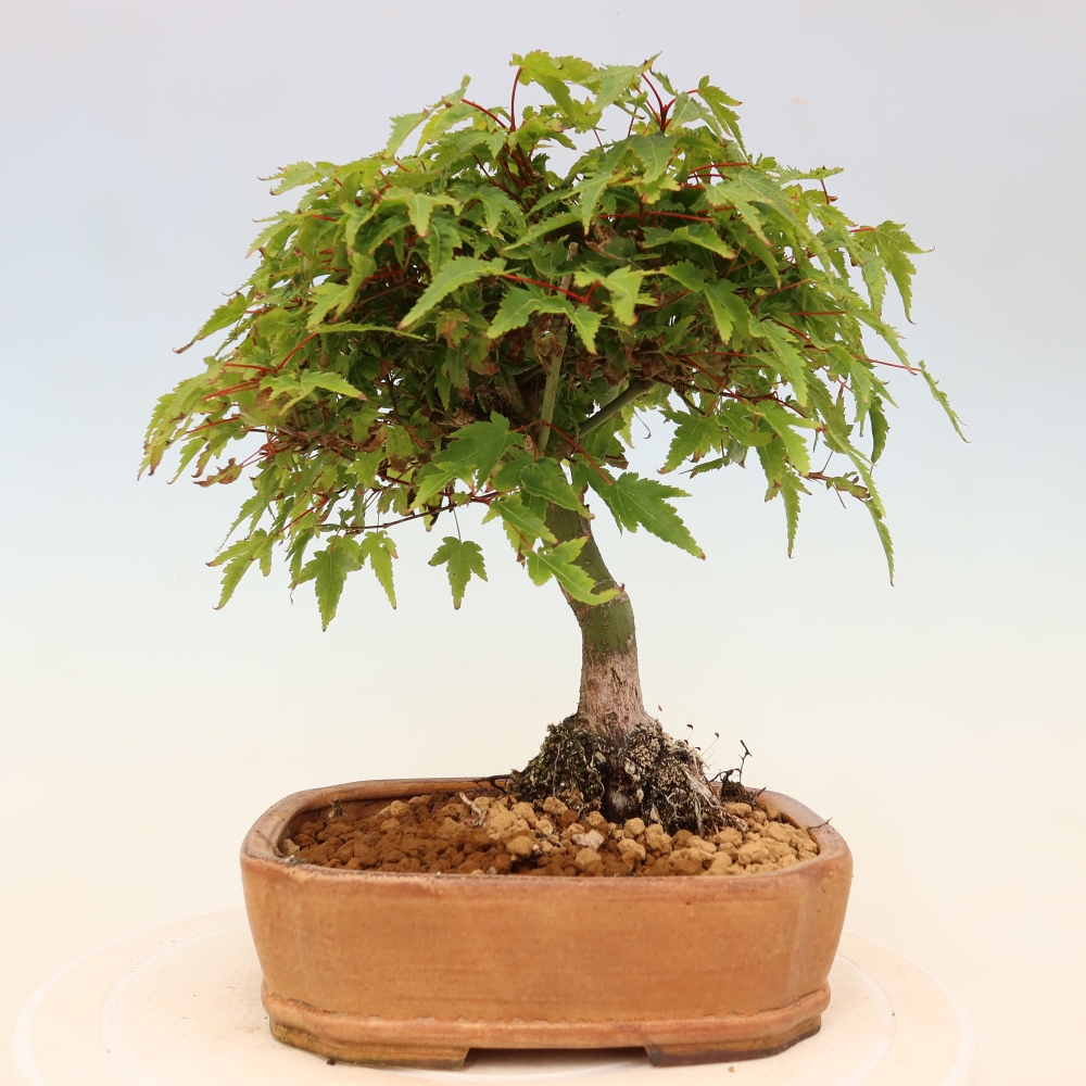 Acer palmatum KIOHIME - Pálma juhar