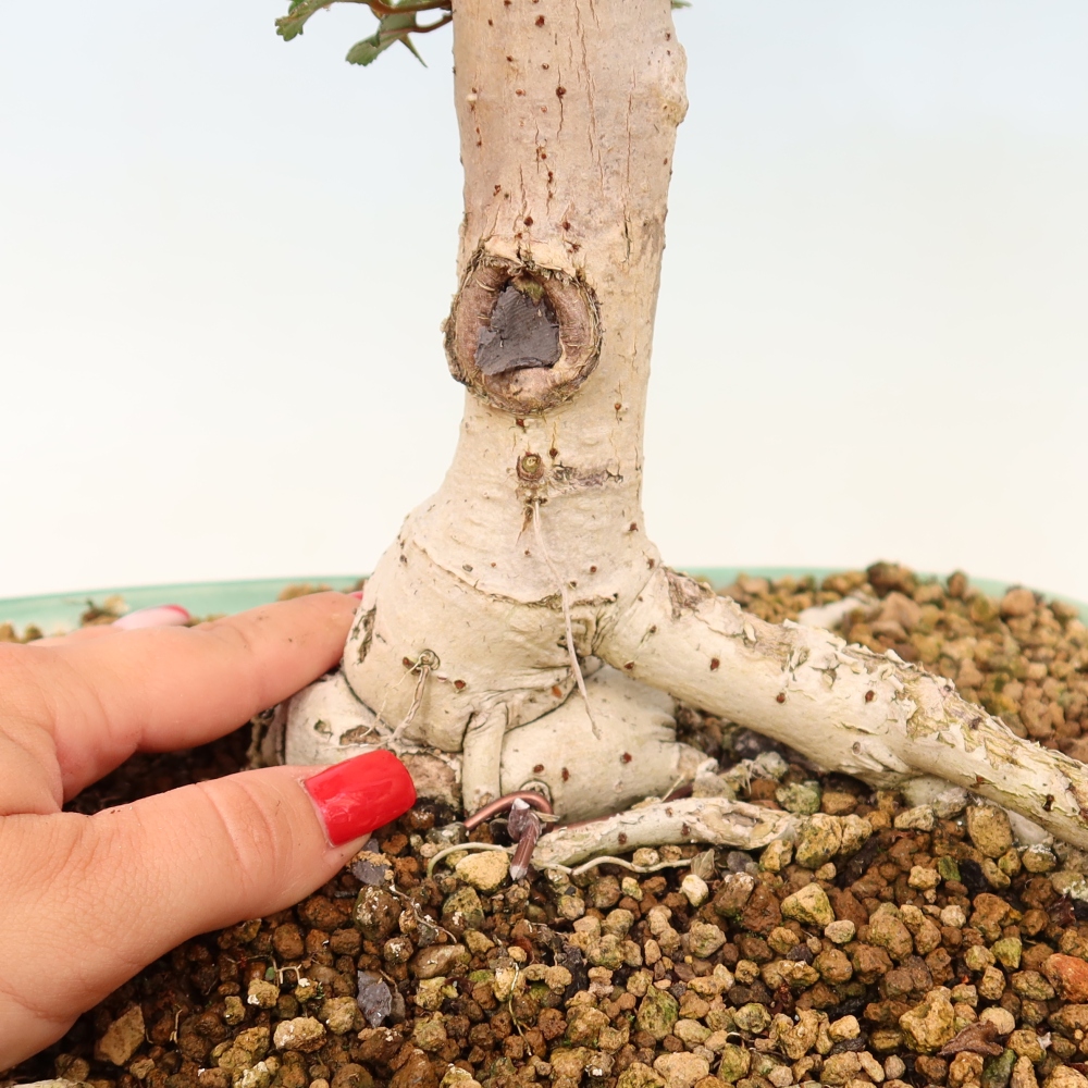 Beltéri bonsai - Hibiscus tiliaceus - tengeri hibiszkusz