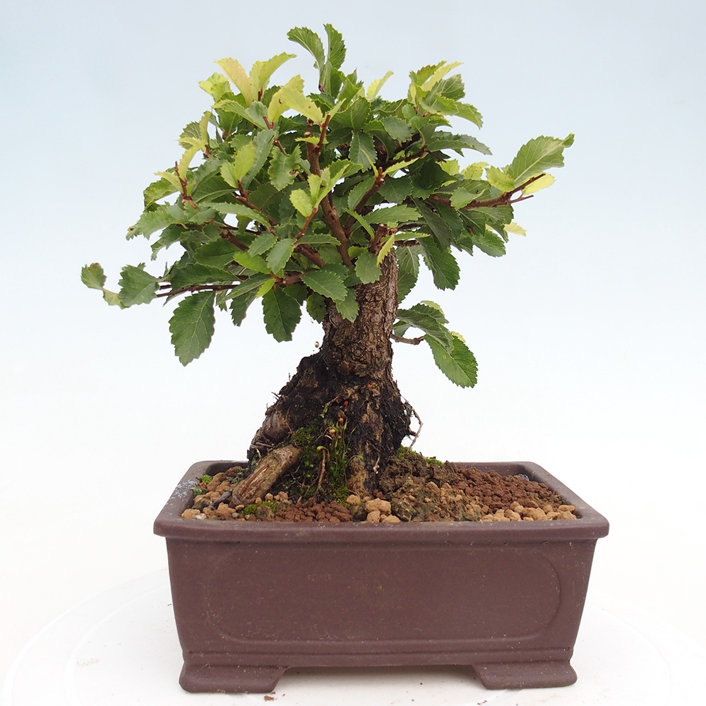 Kültéri bonsai - Zelkova - Zelkova NIRE