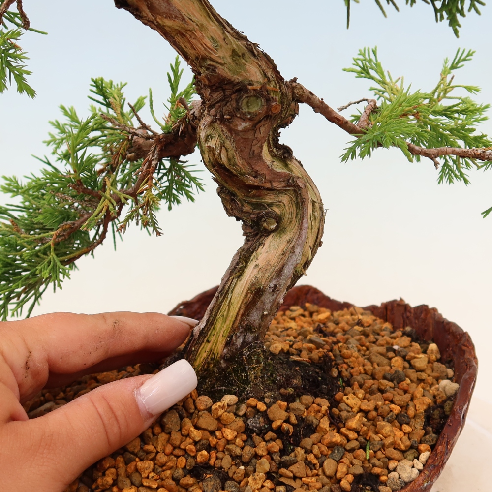 Kültéri bonsai - Juniperus chinensis Itoigawa