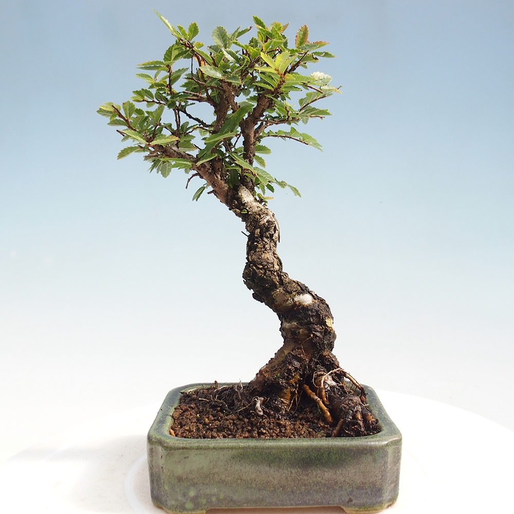 Kültéri bonsai - Zelkova - Zelkova NIRE
