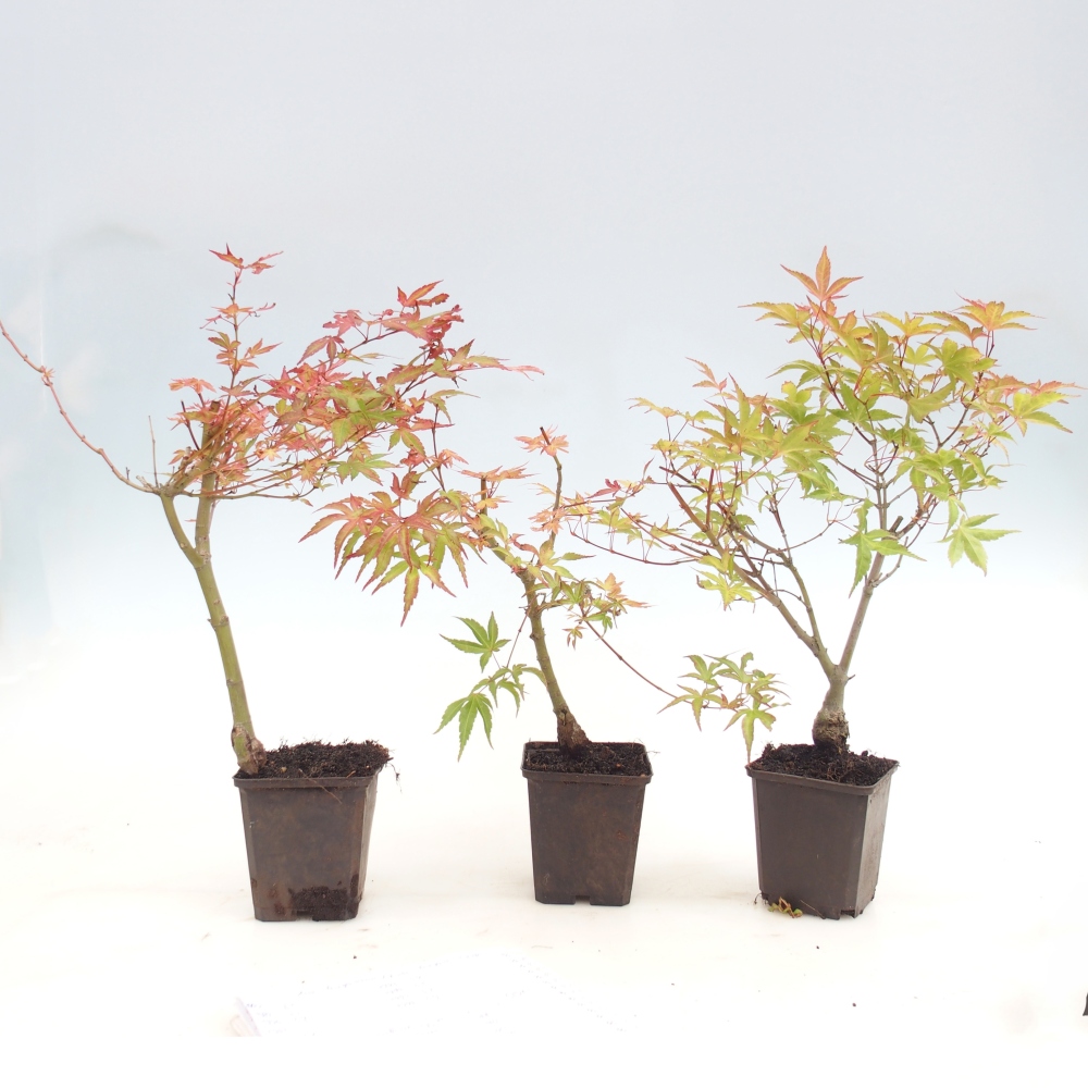 Kültéri bonsai - Acer palmatum Beni Tsukasa Beni Tsukasa konténerben