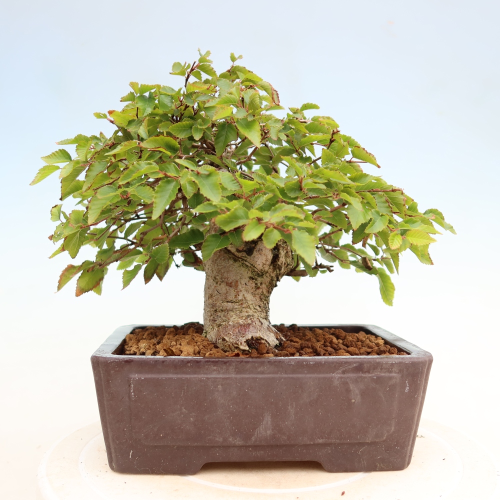 Kültéri bonsai -Carpinus Coreana - Koreai gyertyánfa