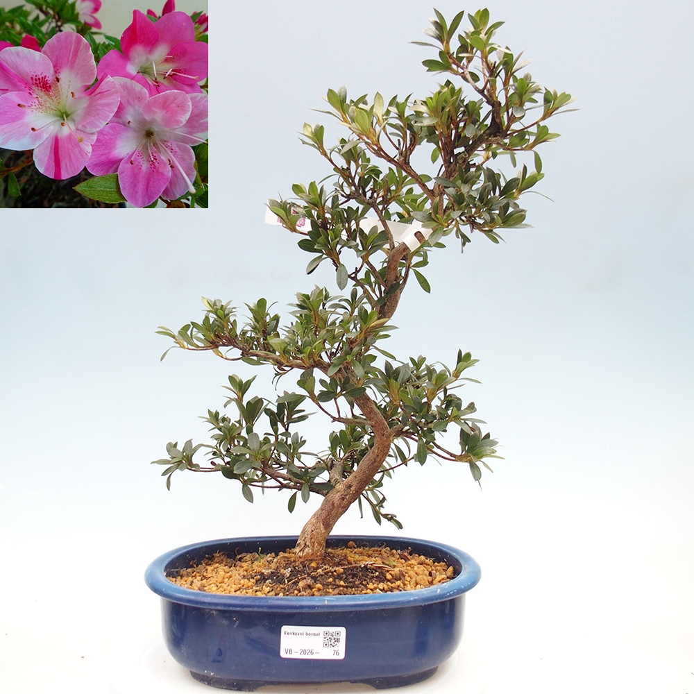 Kültéri bonsai - Japán azálea - Azalea Reiko
