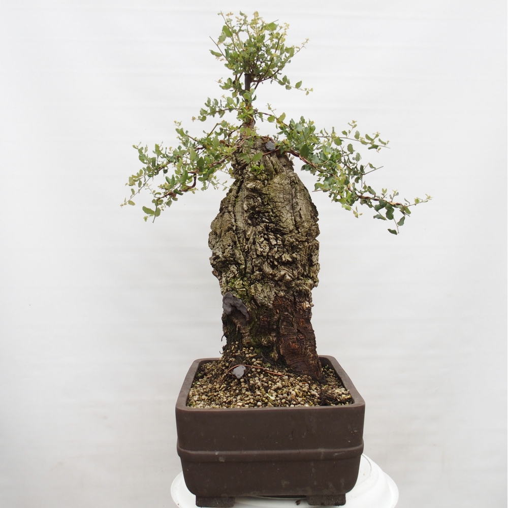 kültéri bonsai Quercus suber - parafa tölgy