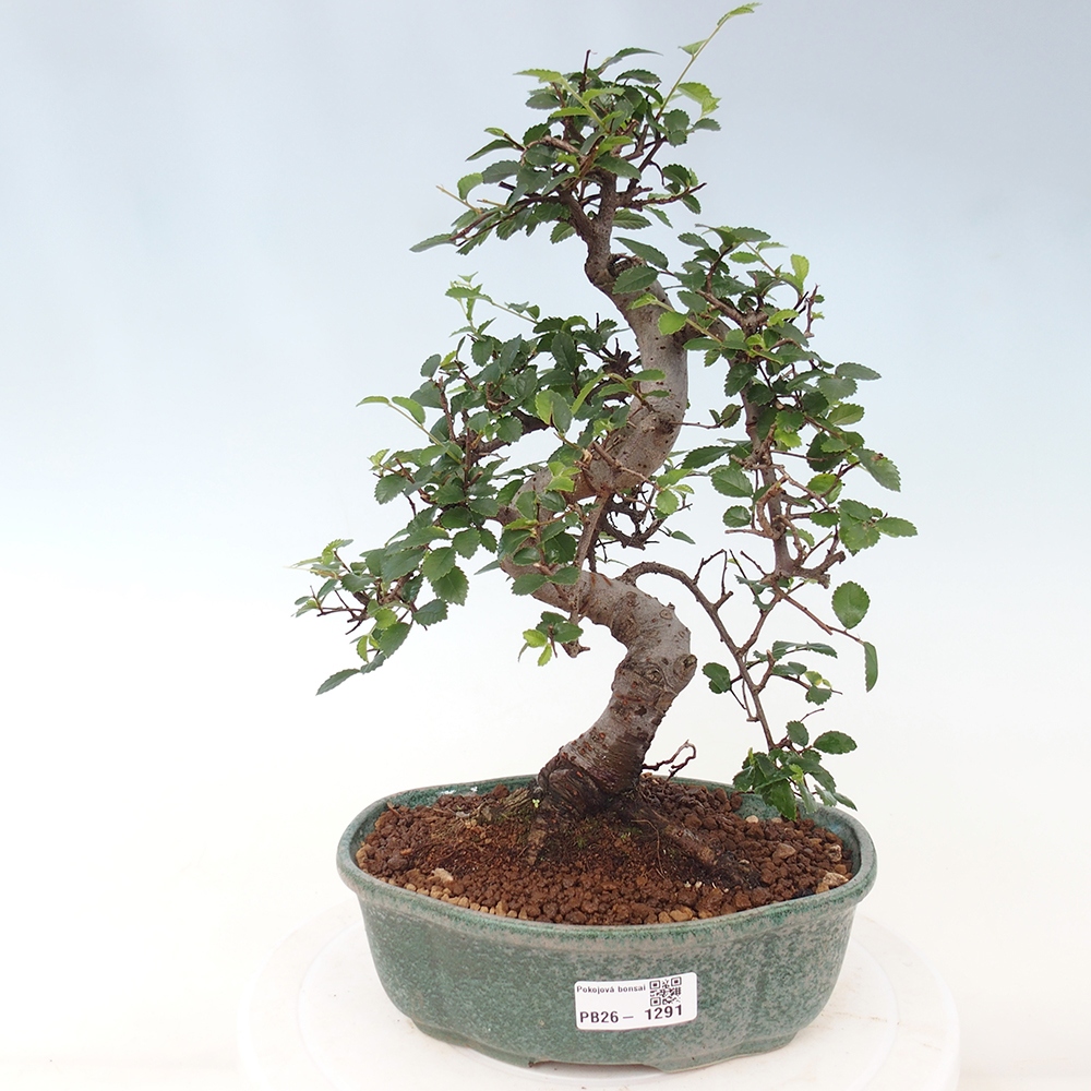 Szobai bonsai - Ulmus parvifolia - Kislevelű szilfa