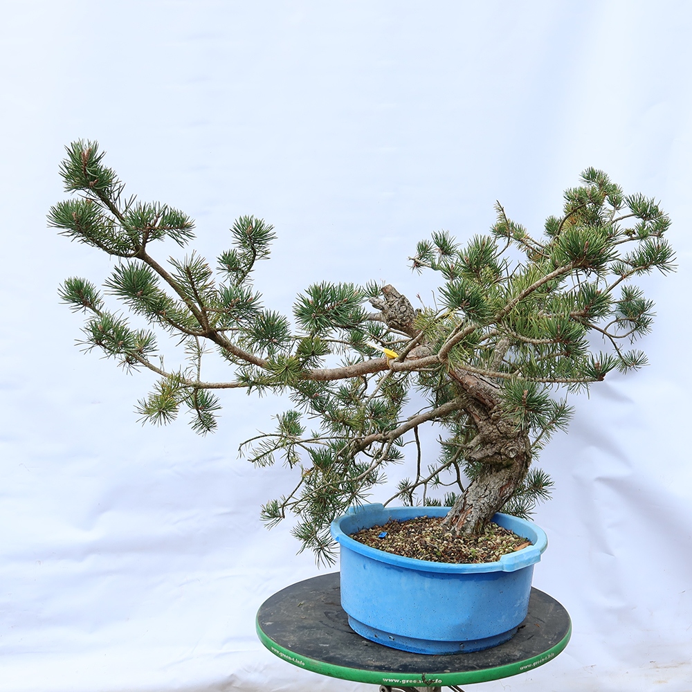 Pinus sylvestris Spanyolország – erdei fenyő