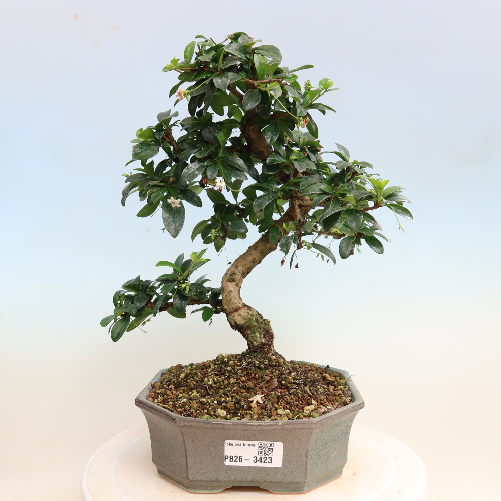 Szobai bonsai - Carmona macrophylla - Tea fuki