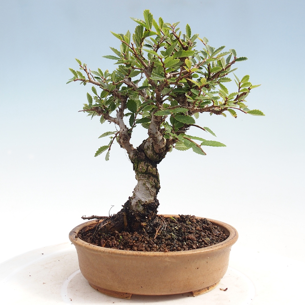 Kültéri bonsai - Zelkova - Zelkova NIRE