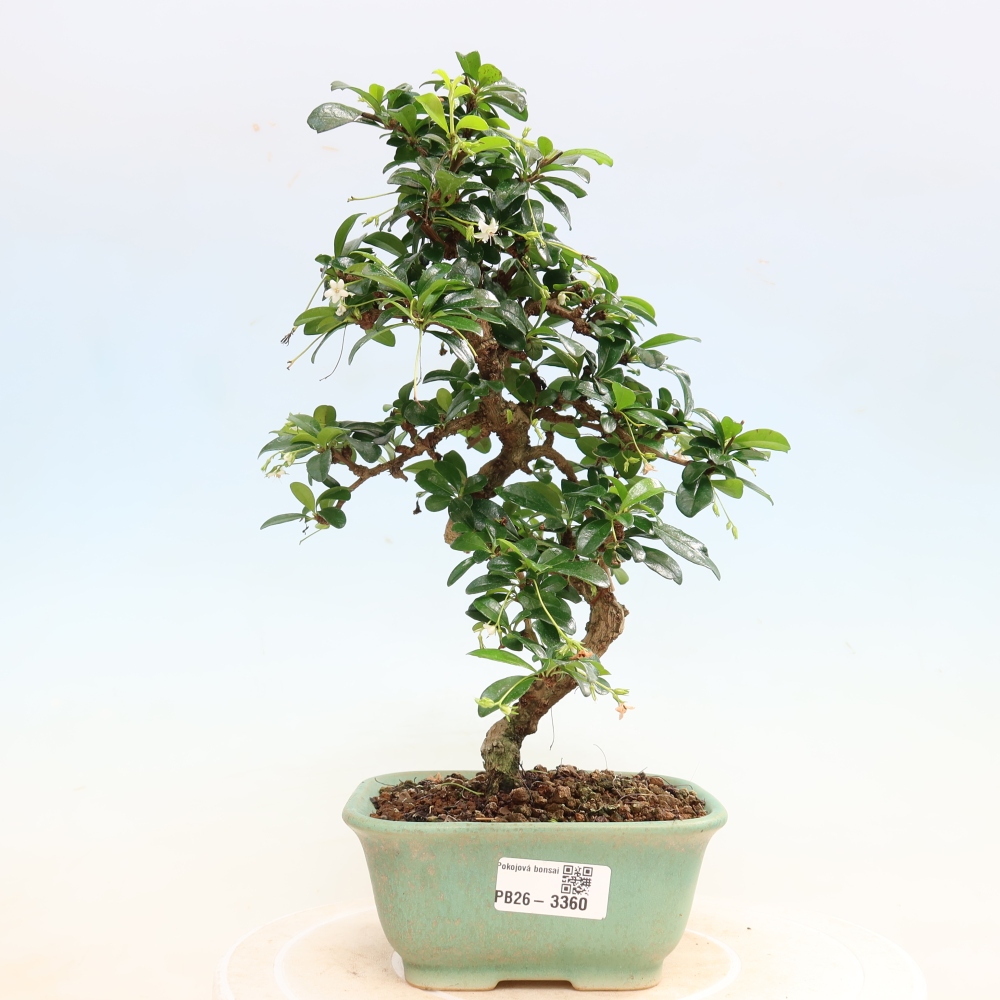 Szobai bonsai - Carmona macrophylla - Tea fuki