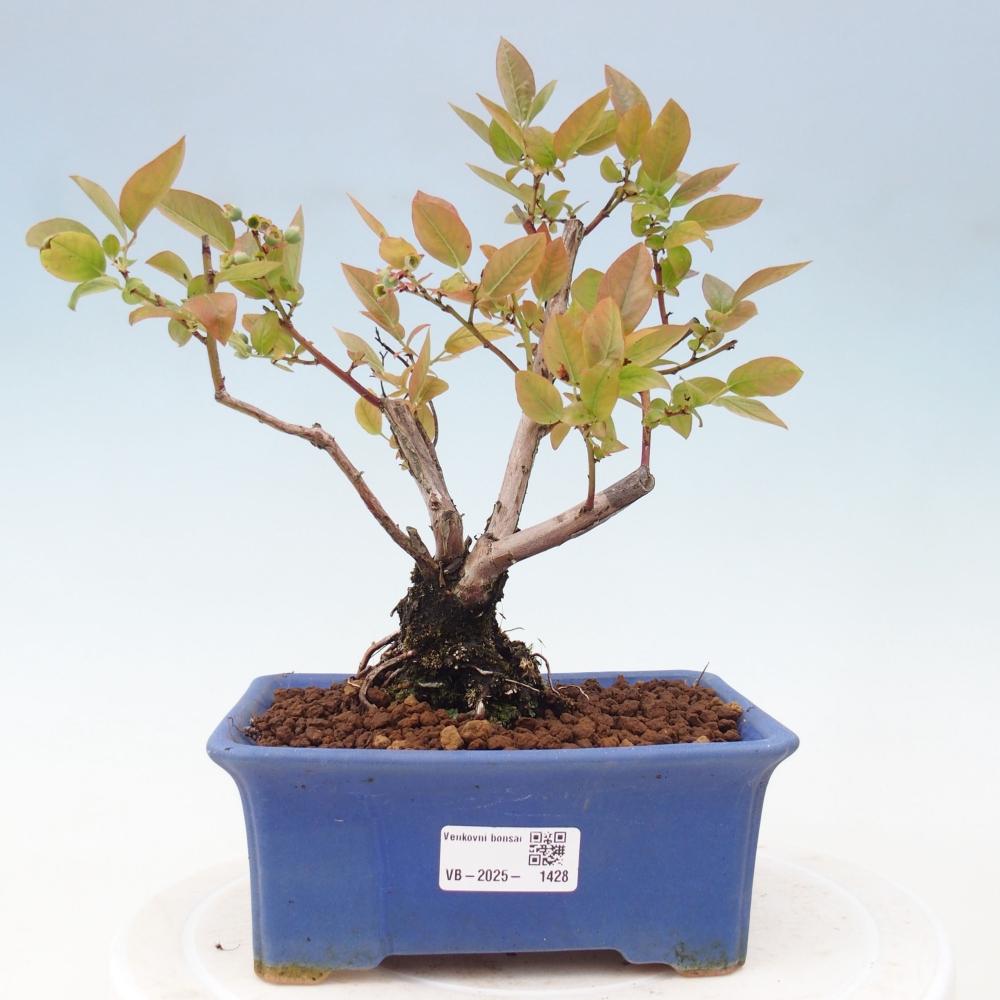 Kültéri bonsai - Kanadai áfonya - Vaccinium corymbosum