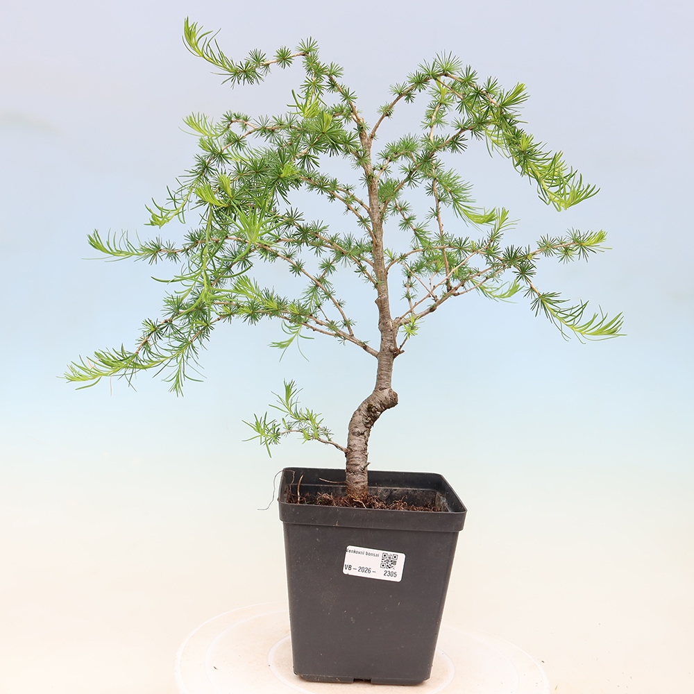 Kültéri bonsai - Larix decidua - vörösfenyő