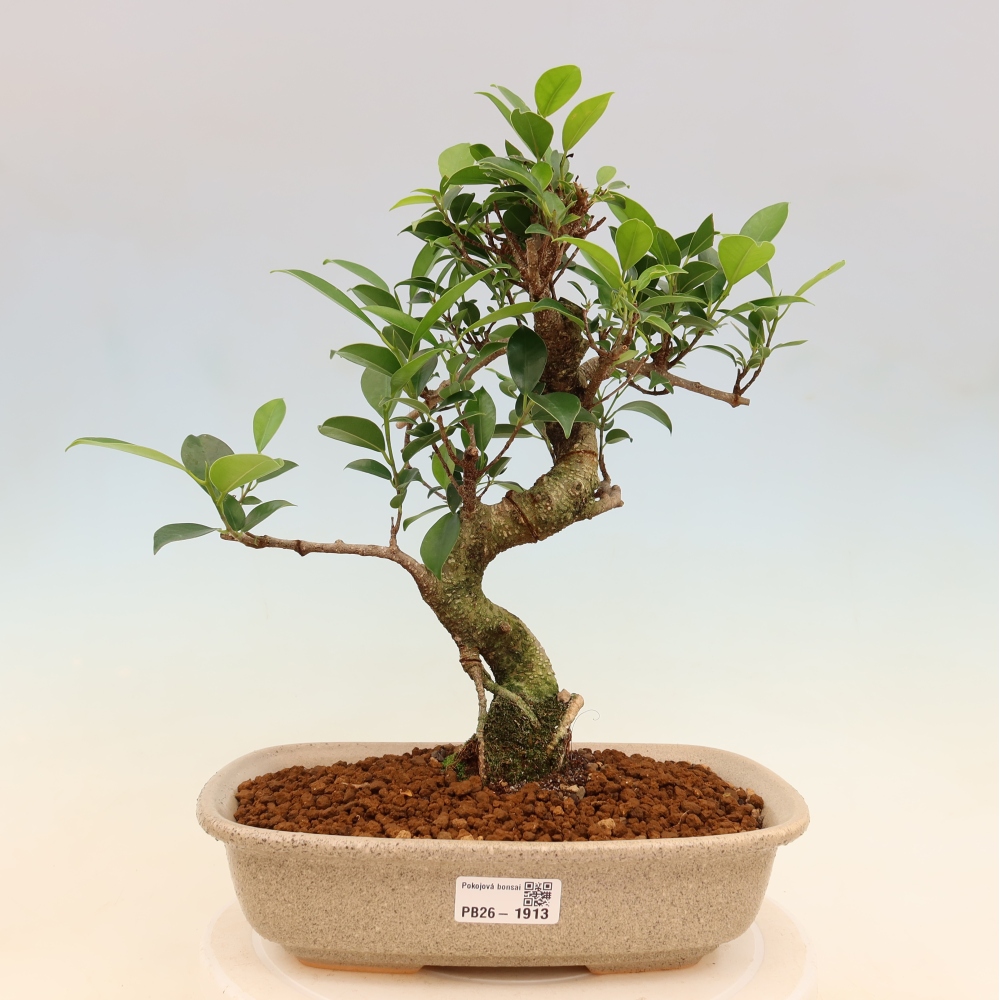 Szobai bonsai - Ficus kimmen - kislevelű fikusz