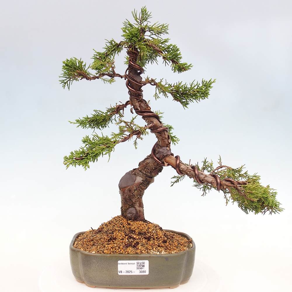 Kültéri bonsai - Juniperus chinensis Itoigawa