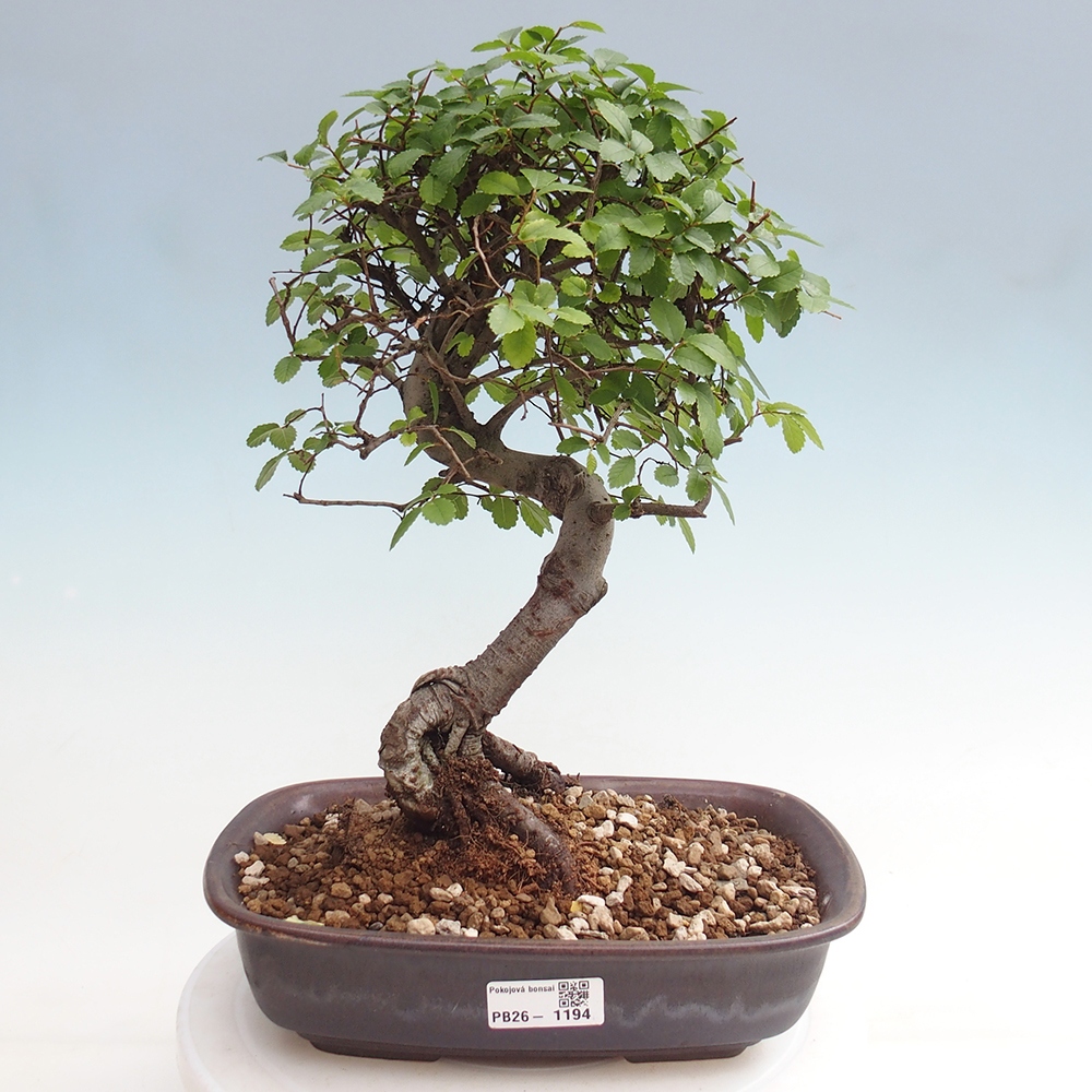 Szobai bonsai - Ulmus parvifolia - Kislevelű szilfa