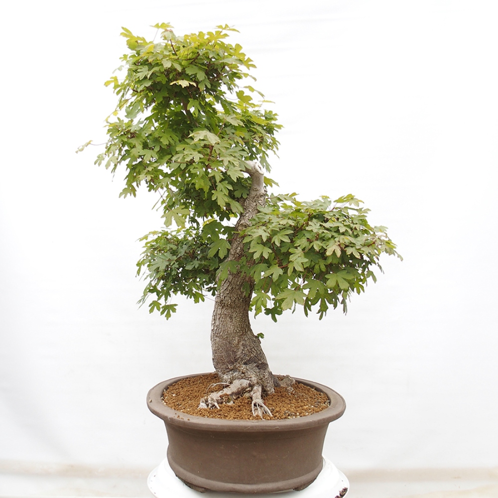 Kültéri bonsai - Francia juhar - Acer Nonspessulanum