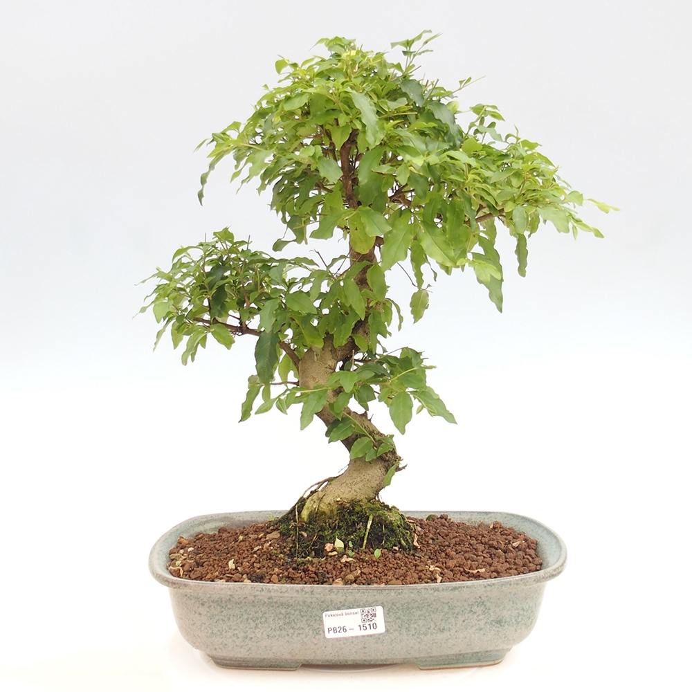 Szobai bonsai -Ligustrum chinensis - Madárcsőr
