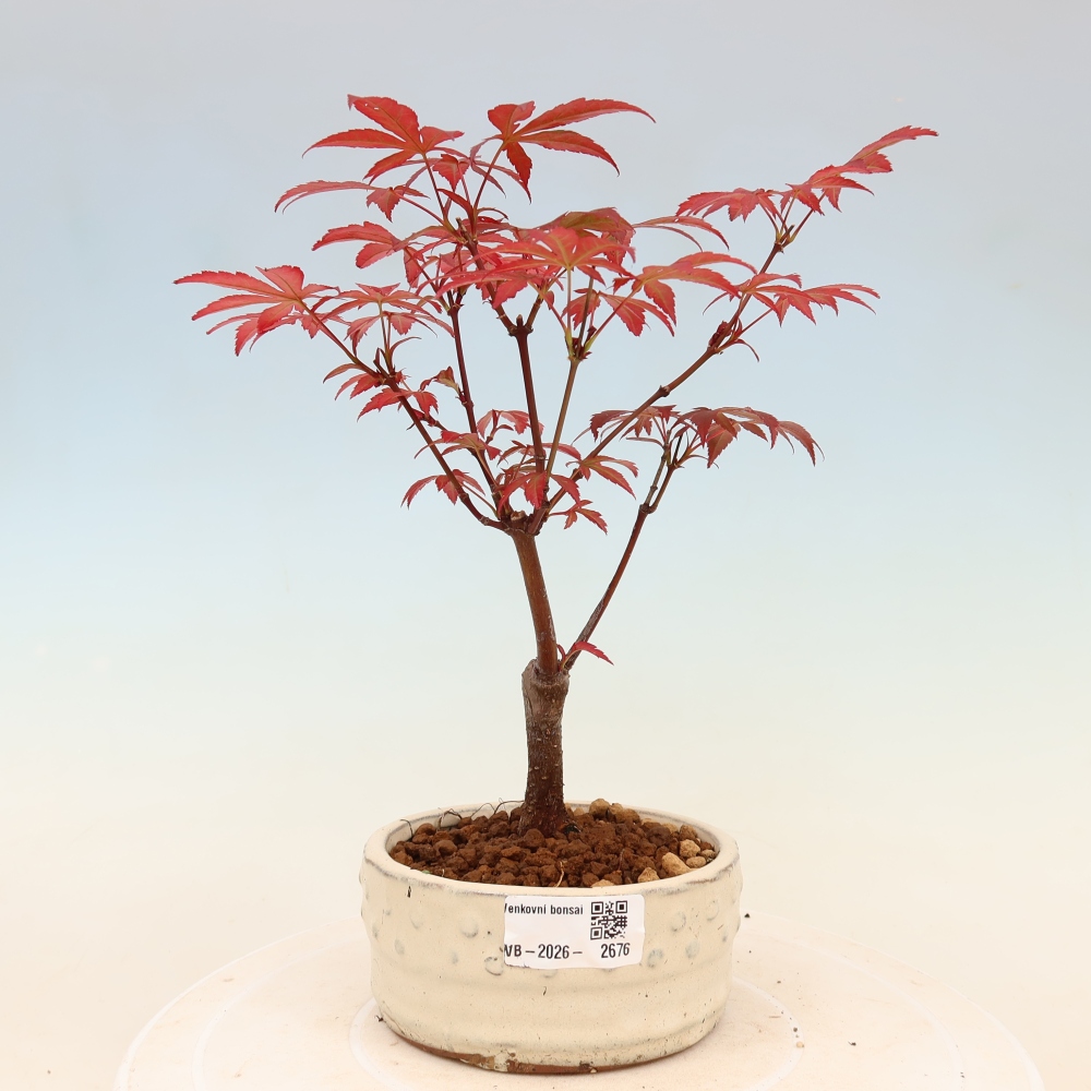 Kültéri bonsai - Acer pálma. Atropurpureum-Javor palmate