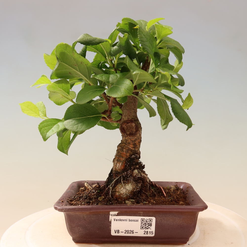 Kültéri bonsai - Celastrus orbiculatus