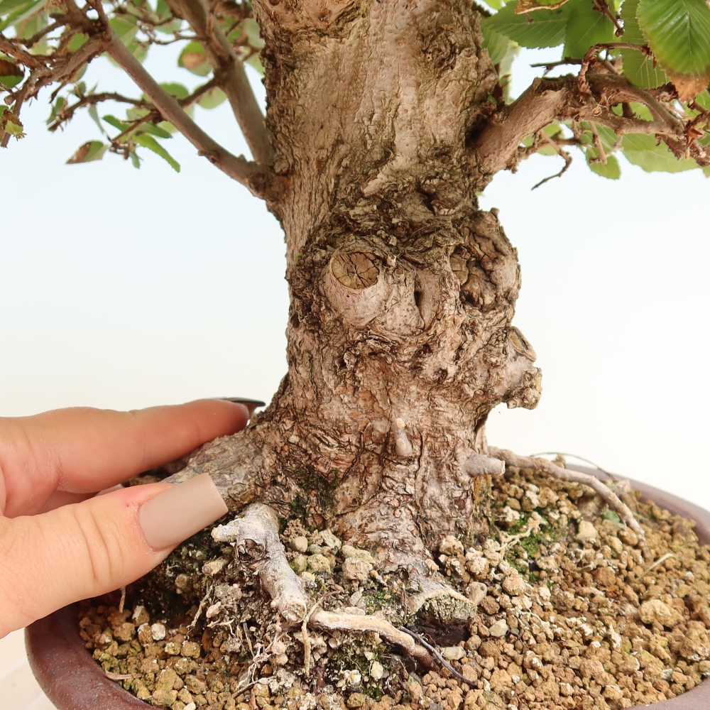 Kültéri bonsai -Carpinus CARPINOIDES - Koreai gyertyánfa