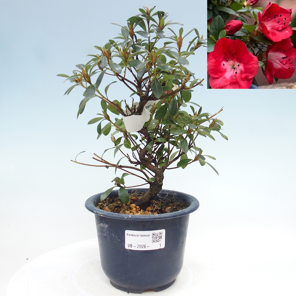 Kültéri bonsai - Japán azálea - Azalea Benibeni