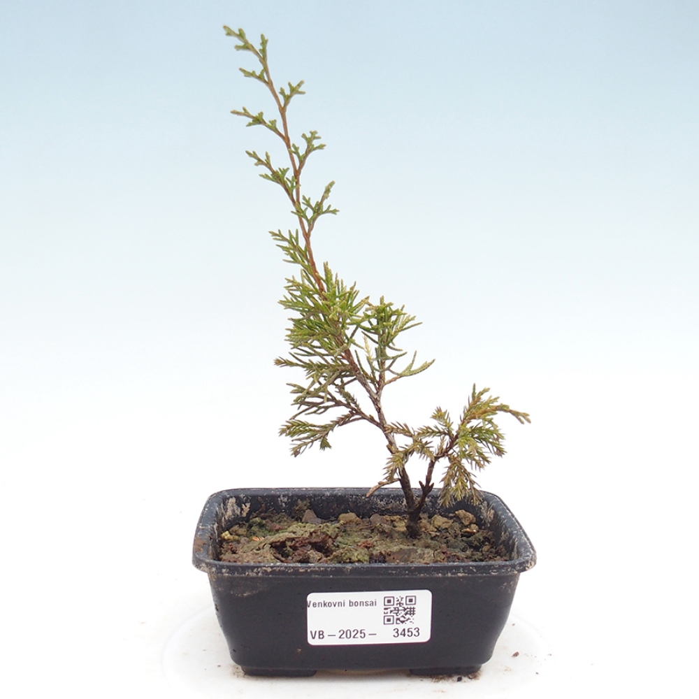 Kültéri bonsai - Juniperus chinensis Itoigawa