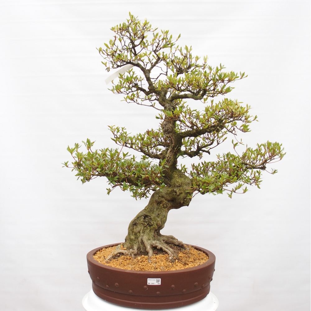 Kültéri bonsai - Japán azálea - Azalea Kotobukietsu