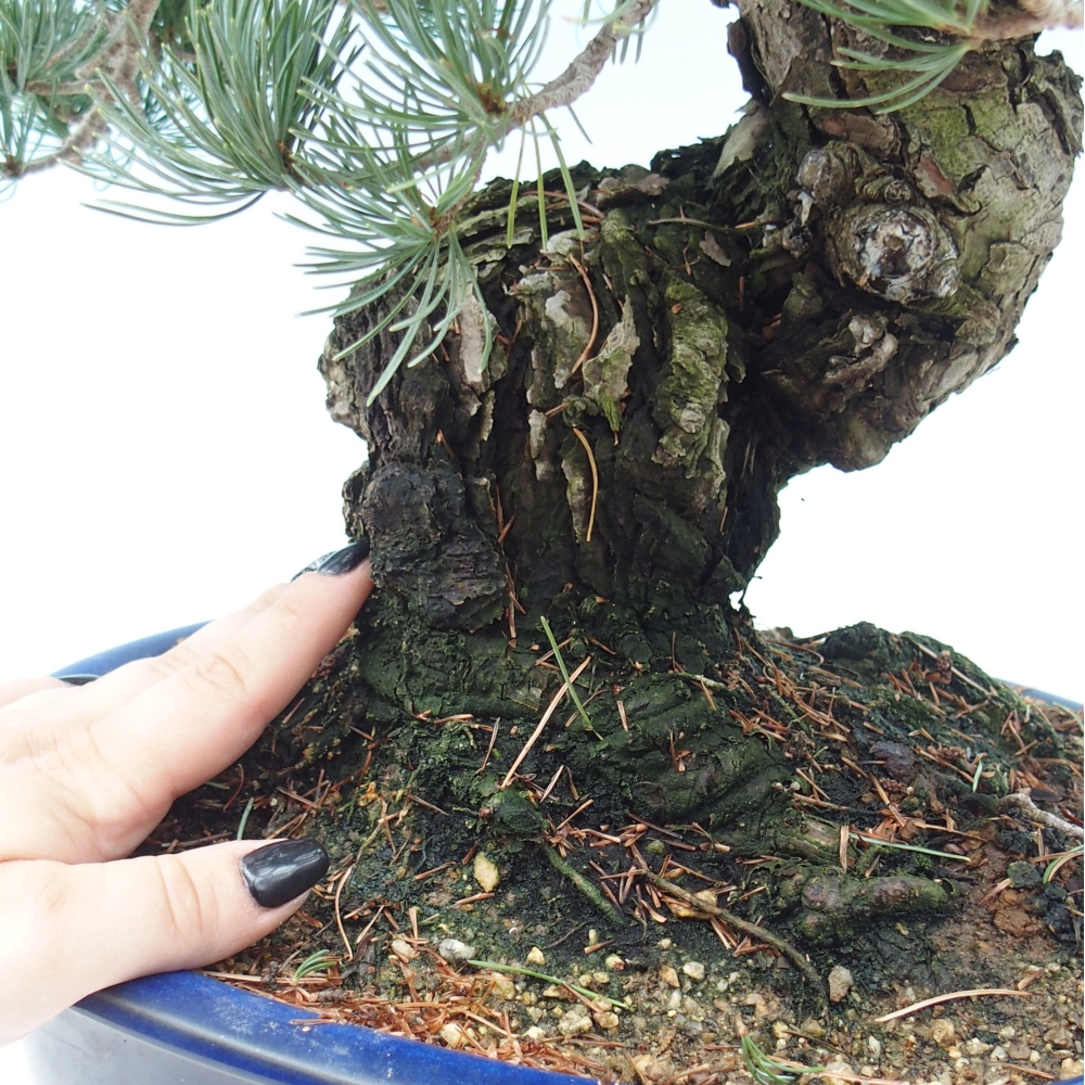 Kültéri bonsai - Pinus parviflora - Pinus parviflora