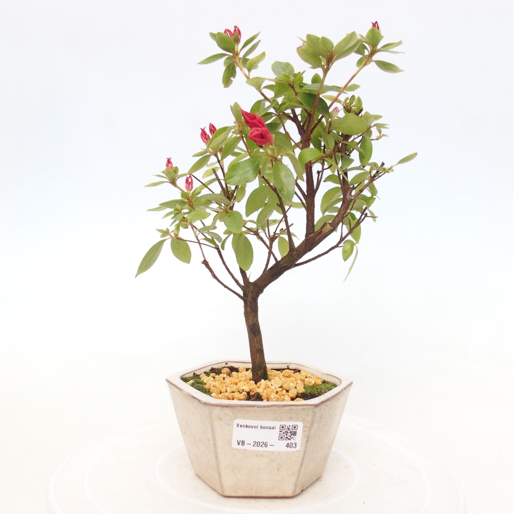 Kültéri bonsai - japán azálea - Azalea sp.