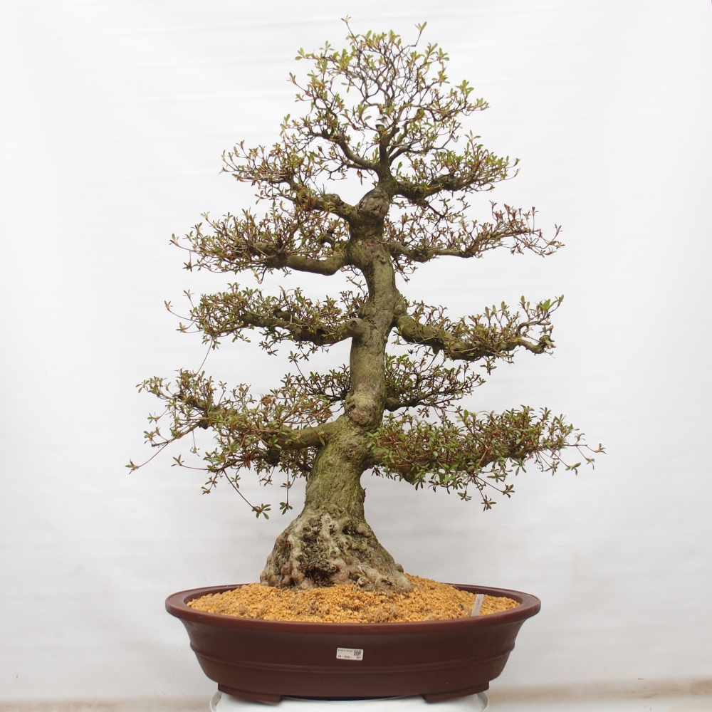 Kültéri bonsai - Japán azálea - Azálea Kinu-no-Hikari