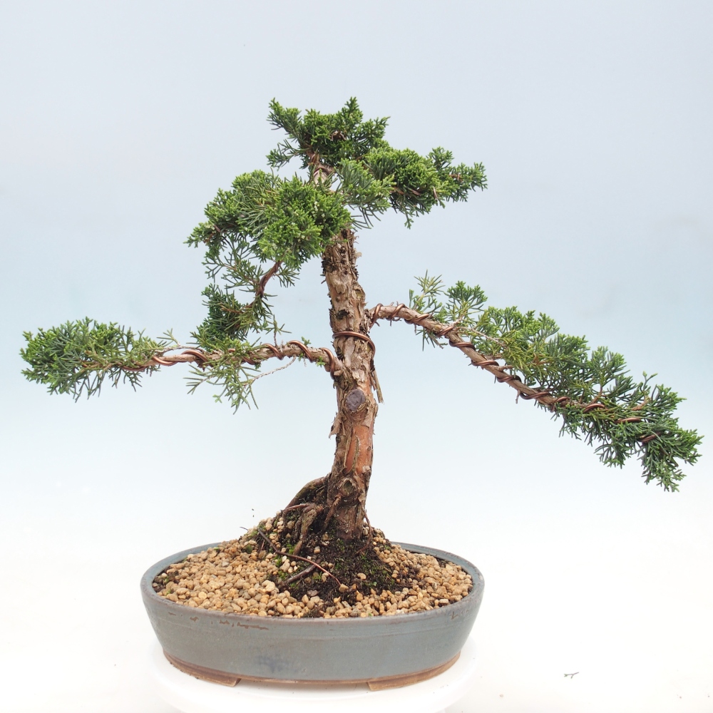 Kültéri bonsai - Juniperus chinensis Kishu