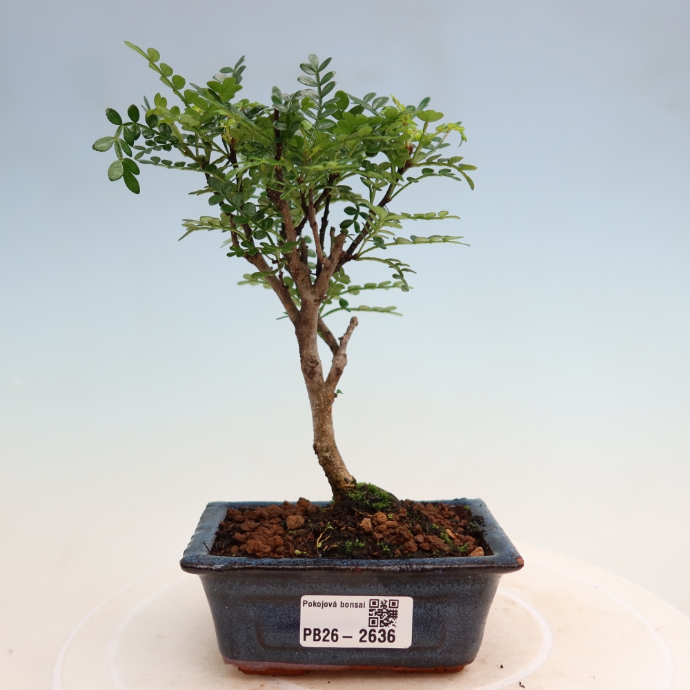 Szobai bonsai - Zantoxylum piperitum - borsfa