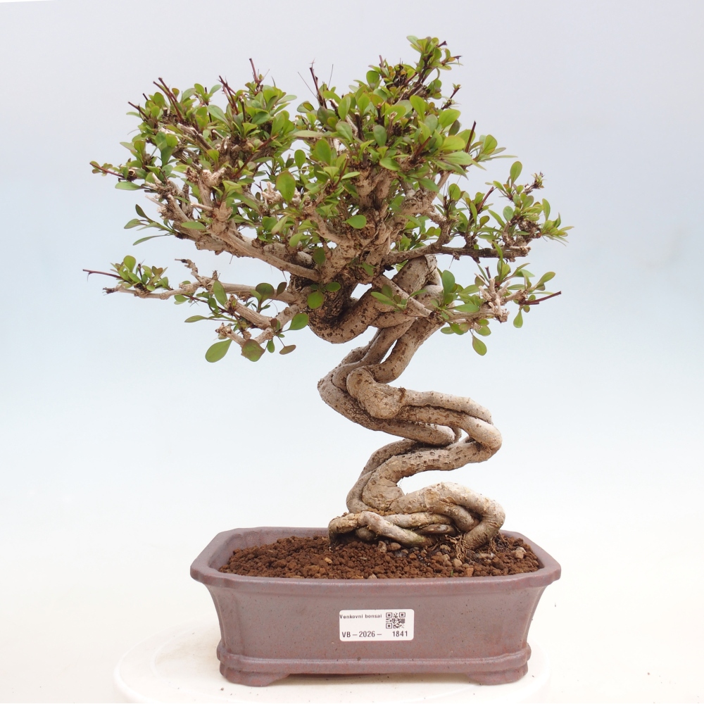 Kültéri bonsai - Berberis coreana