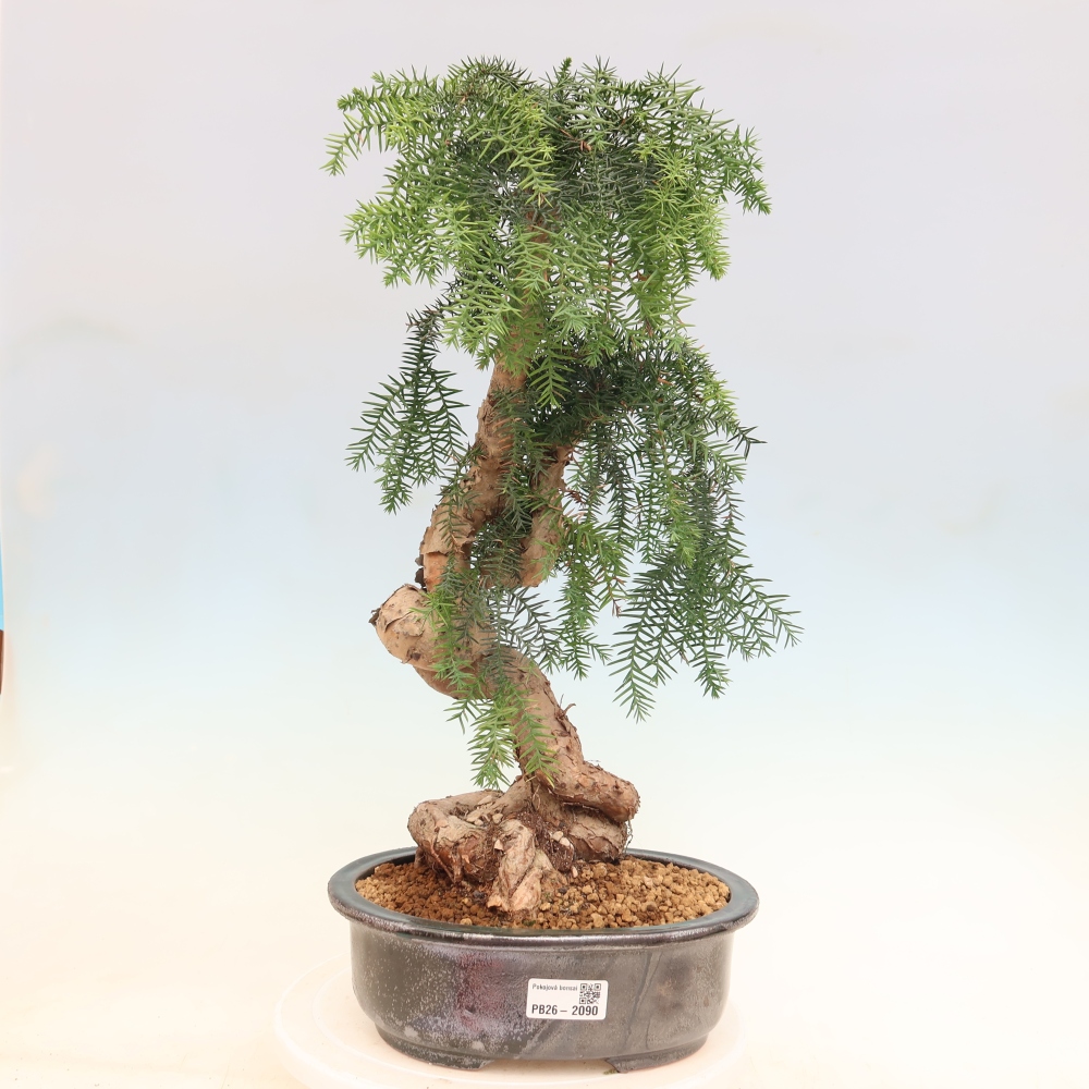 Szobai bonsai - Araucaria - szobai lucfenyő