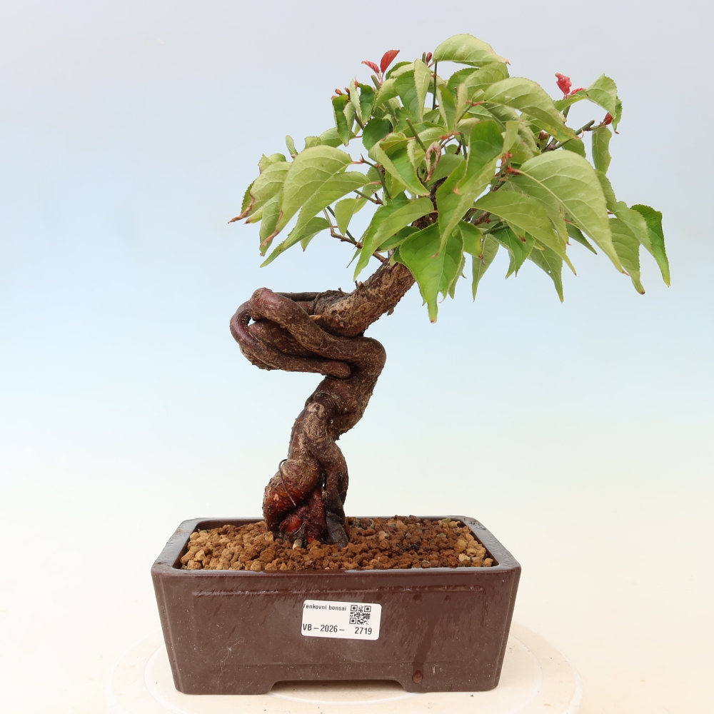 Kültéri bonsai – Japán barack – Prunus Mume