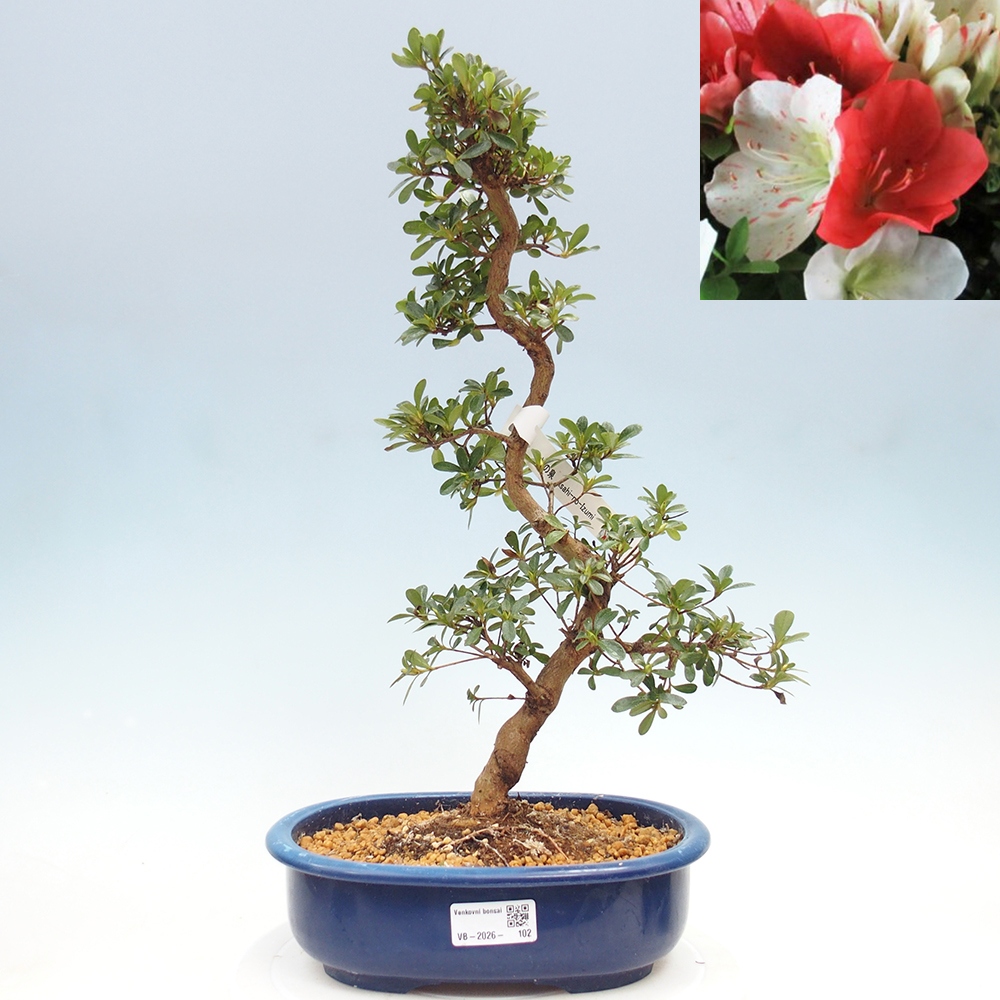 Kültéri bonsai - Japán azálea - Azálea Asahi-no-izumi