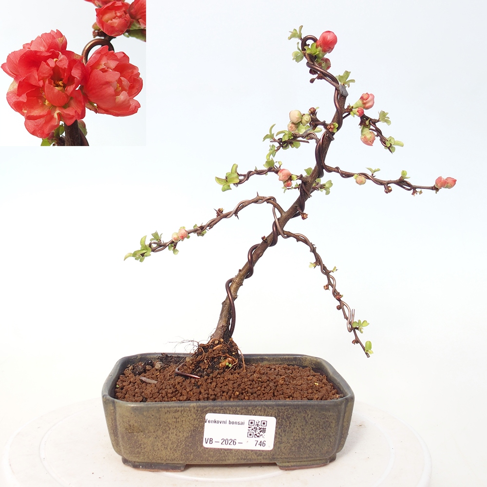 Kültéri bonsai - Chaneomeles s. Red Joy - birs