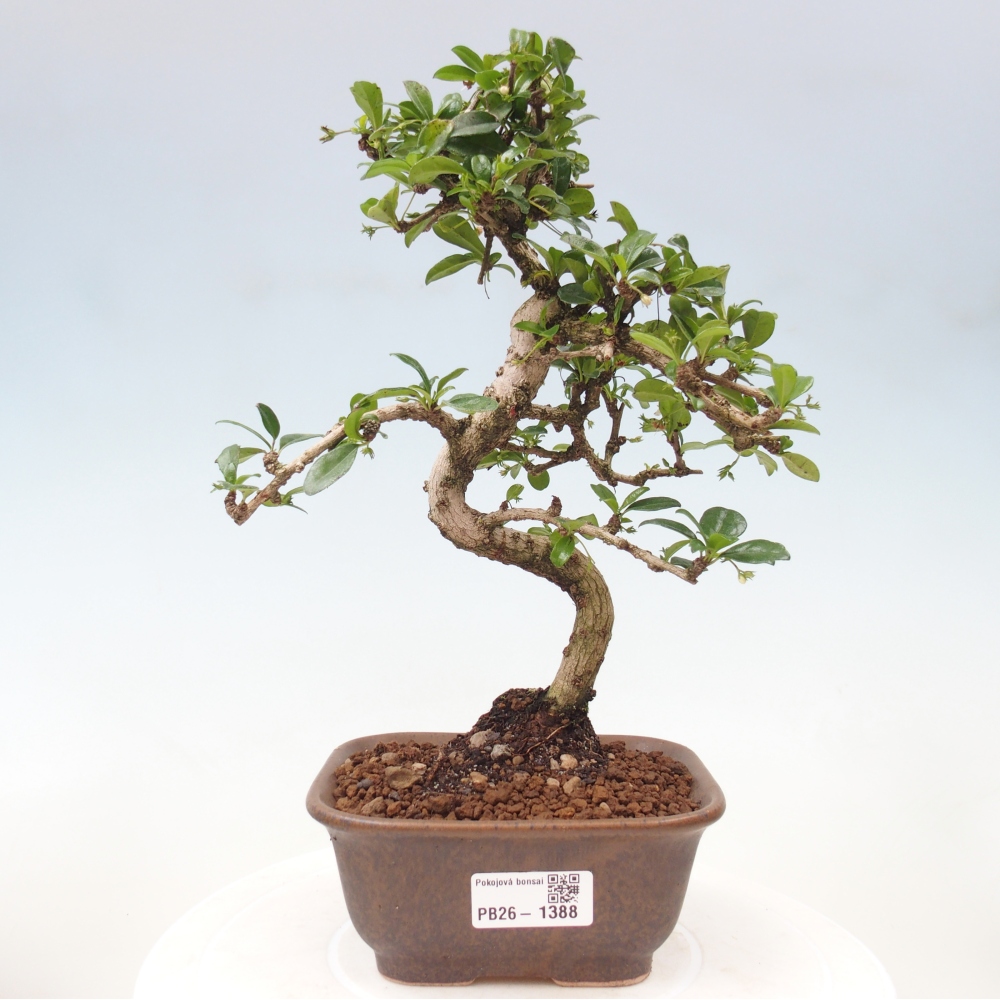 Szobai bonsai - Carmona macrophylla - Tea fuki