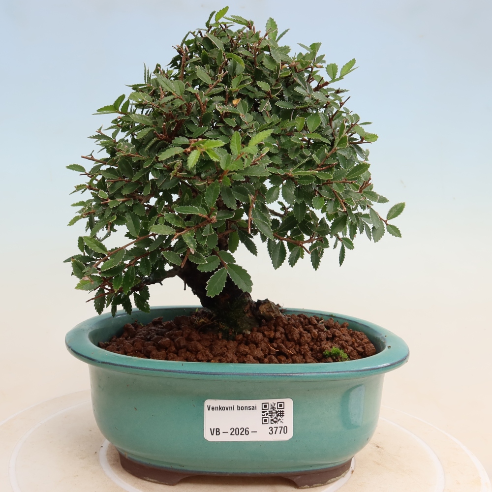 Kültéri bonsai - Zelkova - Zelkova NIRE