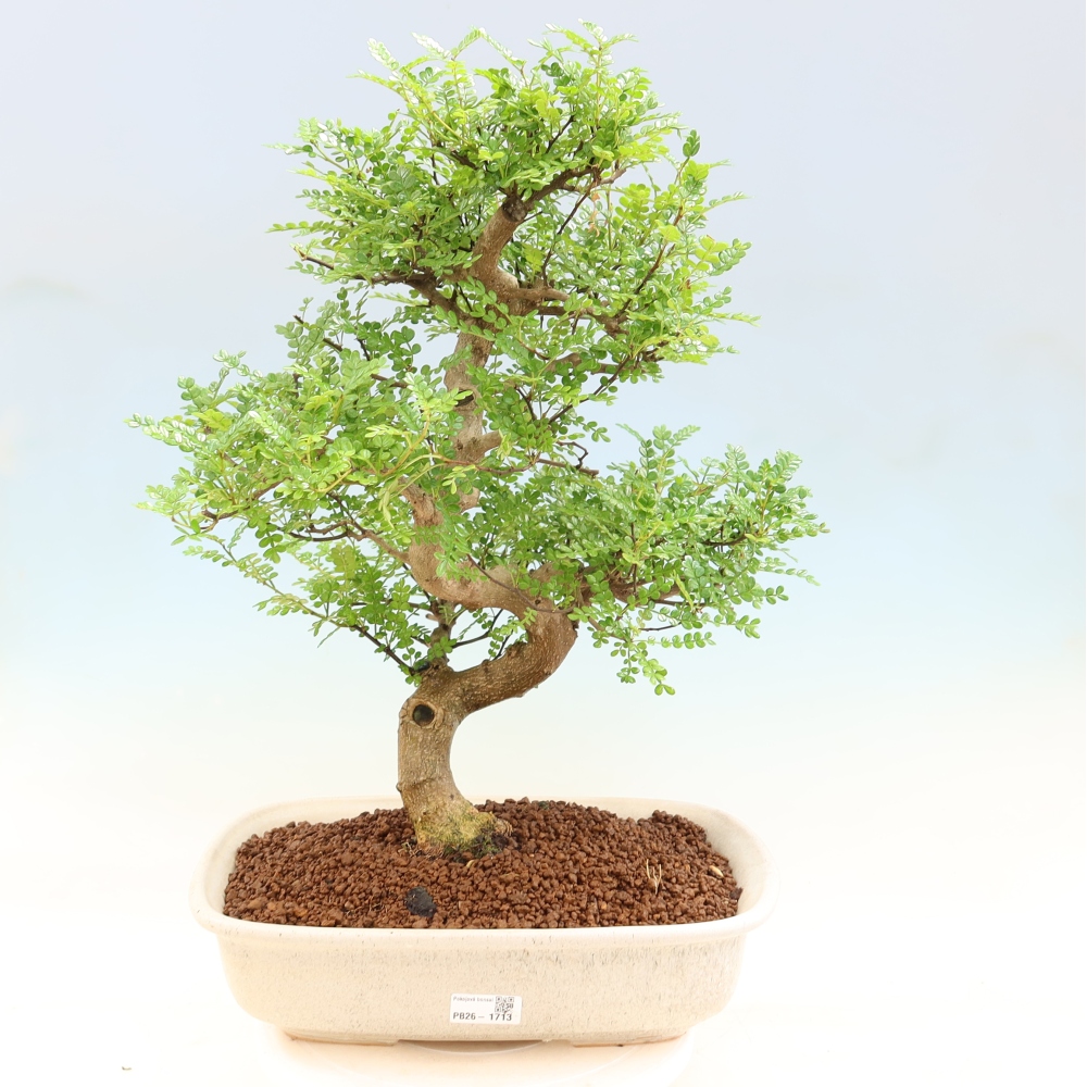 Szobai bonsai - Zantoxylum piperitum - borsfa